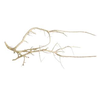 White Bush