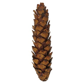 Strobus Excelsa Extra