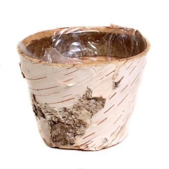 Birken Übertopf Hell