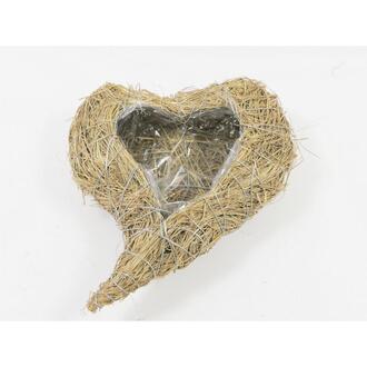 Grass Plant Heart Grasy