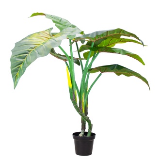 Plastic Alocasia Esculente