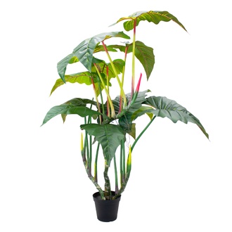 Plastic Alocasia Esculente