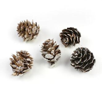 Zapfen Lärche/Flori/Groß