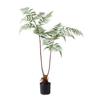 Plastic Fern Rubio