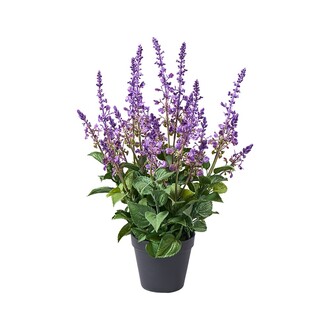 Kunststoff Lavendel Lavendula