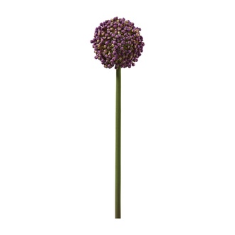 Kunststoff Allium Reni 