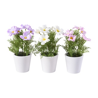 Kunststoff Cosmea Paperpot