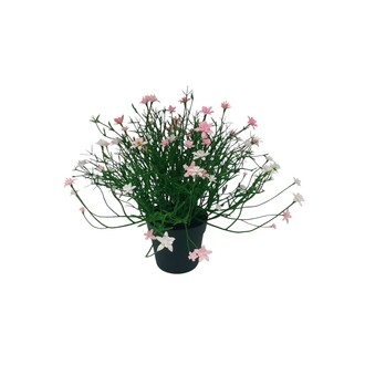 plastique buisson fleuri Miniblüte