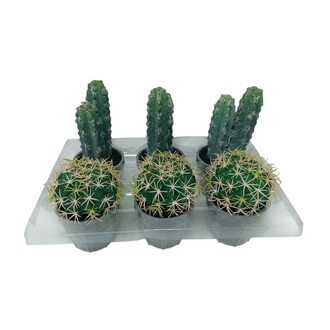Kunststoff Kaktus Flori