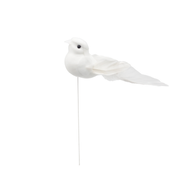 Feder Vogel Bird