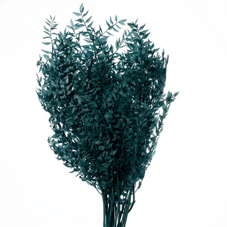 Ruscus