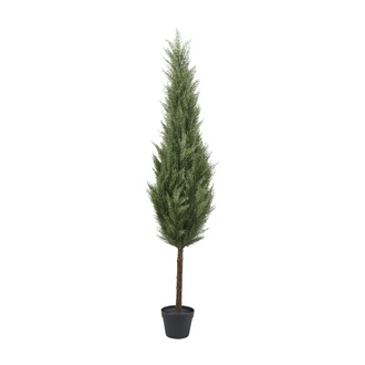 Kunststoff Zederbaum Cedar
