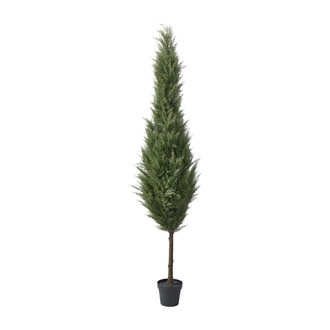 Kunststoff Zederbaum Cedar