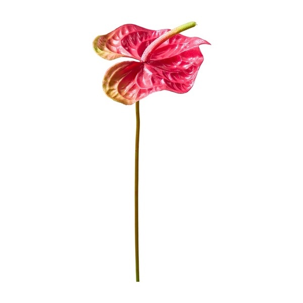 288883_gross_190812498