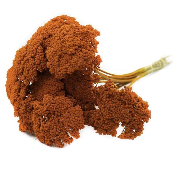 729734_435359_achillea_gefarbt_1_kg_orange_