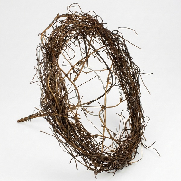 799610_muehlenbeckia